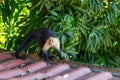 Wild Capuchin Monkey on a Rooftop