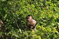 Wild capuchin monky, Cebus albifrons, halfway visible through the many bright green leaves