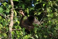 Wild capuchin monky, Cebus albifrons, sitting in the rainforest with one leg up picking fleas