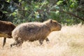 Wild capybara outdoors taking a walk