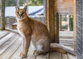 Wild caracal cat in a cage looking at the camera at a sanctuary in California Royalty Free Stock Photo