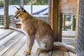 Wild caracal cat in a cage at a sanctuary in California Royalty Free Stock Photo