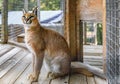 Wild caracal cat in a cage at a sanctuary in California Royalty Free Stock Photo