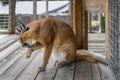 Wild caracal cat clieaning itself in a cage at a sanctuary in California Royalty Free Stock Photo