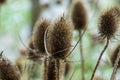 Wild cardoon in a field after flowering