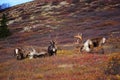 Wild Caribou in Alaska Royalty Free Stock Photo