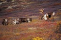 Wild Caribou in Alaska Royalty Free Stock Photo