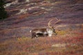 Wild Caribou in Alaska Royalty Free Stock Photo