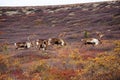 Wild Caribou in Alaska