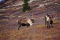 Wild Caribou in Alaska Royalty Free Stock Photo