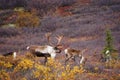 Wild Caribou in Alaska Royalty Free Stock Photo