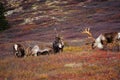 Wild Caribou in Alaska Royalty Free Stock Photo