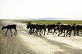 Wild Caribou crossing the road Royalty Free Stock Photo