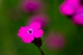 Wild carnation Dianthus carthusianorum close up macro shot