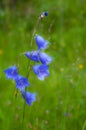 Wild carpathian bellflower Campanula carpatica