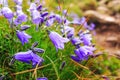 Wild carpathian bellflower Campanula carpatica, Ukraine. Royalty Free Stock Photo