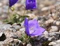 Wild carpathian flower