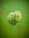 Wild Carrot