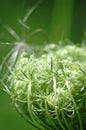 Wild Carrot