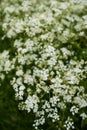 Wild carrot plants in full blossom Royalty Free Stock Photo