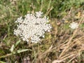 Wild carrot, Daucas carota. Royalty Free Stock Photo