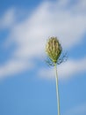 Wild carrot, Daucas carota seedhead, Aka Queen Anne`s lace, Bishop`s lace. Royalty Free Stock Photo