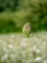 Wild carrot, Daucas carota seedhead, Aka Queen Anne`s lace, Bishop`s lace. Royalty Free Stock Photo