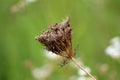 Wild carrot or Daucus carota biennial herbaceous plant starting to dry and close its flower head with cleary visible hairy seeds