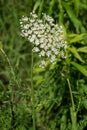 Wild Carrot - Daucus carota Royalty Free Stock Photo