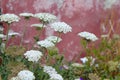 Wild carrot daucus carota flower balearic islands Royalty Free Stock Photo