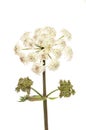 Wild carrot