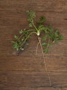 Wild carrot, Daucus carota, perennial pernicious garden weed. Whole plant with long root. Horticulture problem, though