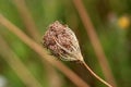 Wild carrot or Daucus carota plant with dry and fully closed flower head with clearly visible hairy seeds