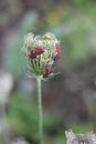 Wild carrot (Daucus carota subsp. carota) with Strip bugs (Graphosoma lineatum)