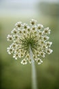 Wild carrot flower.