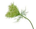 Wild Carrot Flower