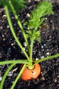 Wild carrot