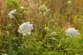 Wild carrot plant with umbel and flowers Royalty Free Stock Photo