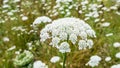 Wild Carrot plants blooming and budding