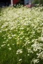 Wild carrot plants in full blossom Royalty Free Stock Photo