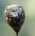 Wild carrot seed head in winter Royalty Free Stock Photo