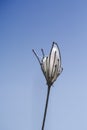 Wild carrot seedhead with insect nest. Blue sky. Beautiful nature abstract background. Royalty Free Stock Photo