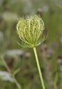 Wild Carrot Seedhead Royalty Free Stock Photo