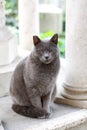 Wild Carthusian Cat waiting something outdoor