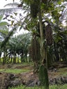 wild caryota mitis tree growing in wild plantation