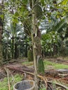 wild caryota mitis tree growing in wild plantation