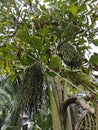 wild caryota mitis tree growing in wild plantation