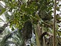 wild caryota mitis tree growing in wild plantation