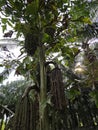 wild caryota mitis tree growing in wild plantation