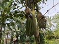 wild caryota mitis tree growing in wild plantation